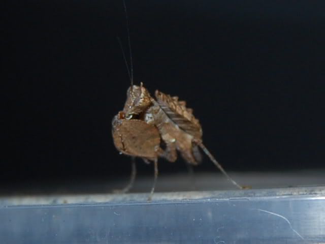 Hestiasula and Rhombodera Mantidforum