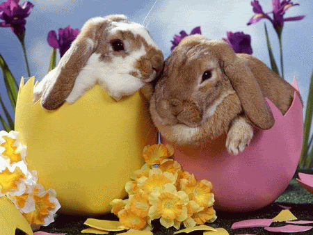 Easter Card photo:  73314.gif