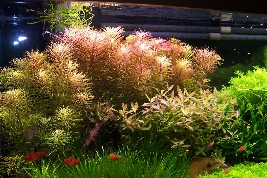 Pogostemon Stellatus The Planted Tank Forum