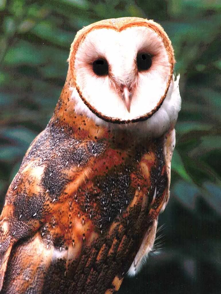 Barn owl Pictures, Images and Photos