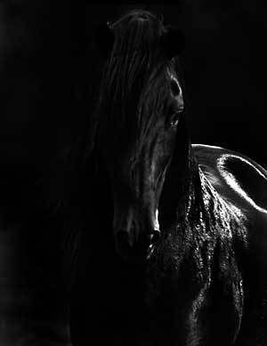 blackhorse.jpg