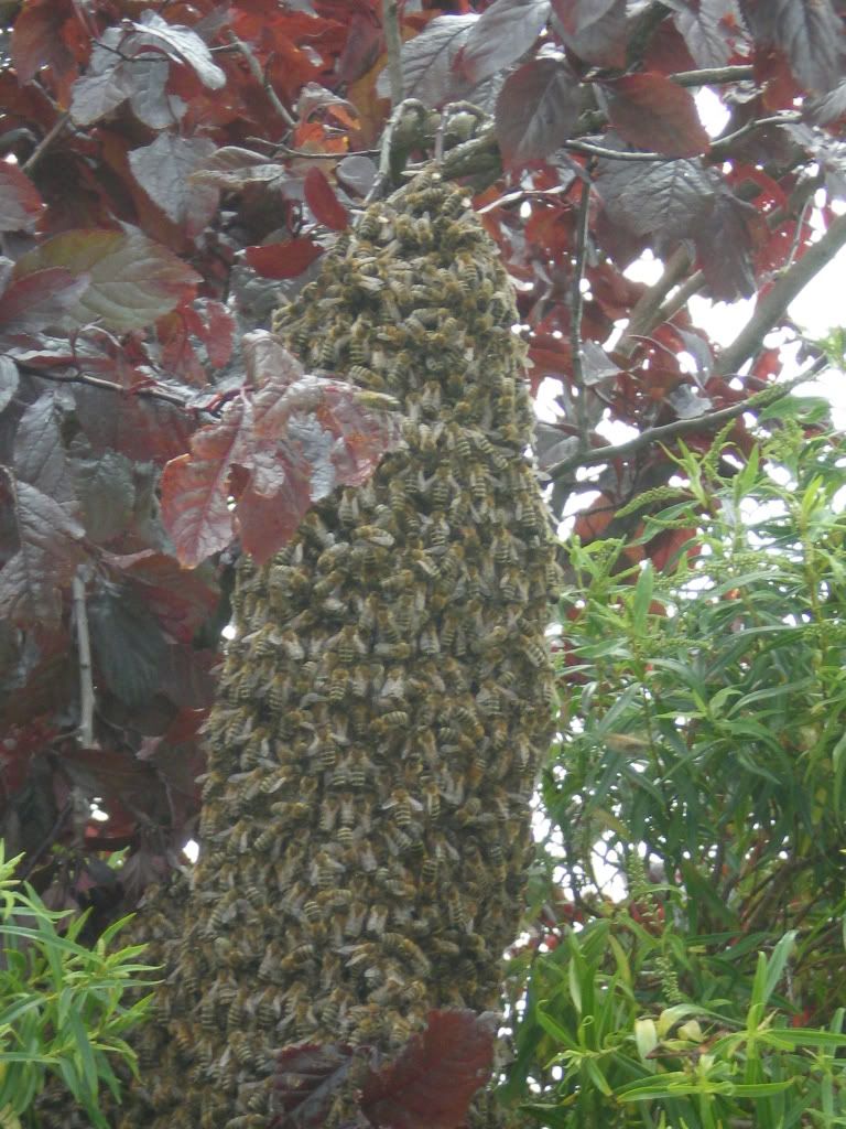 Tree With Nest