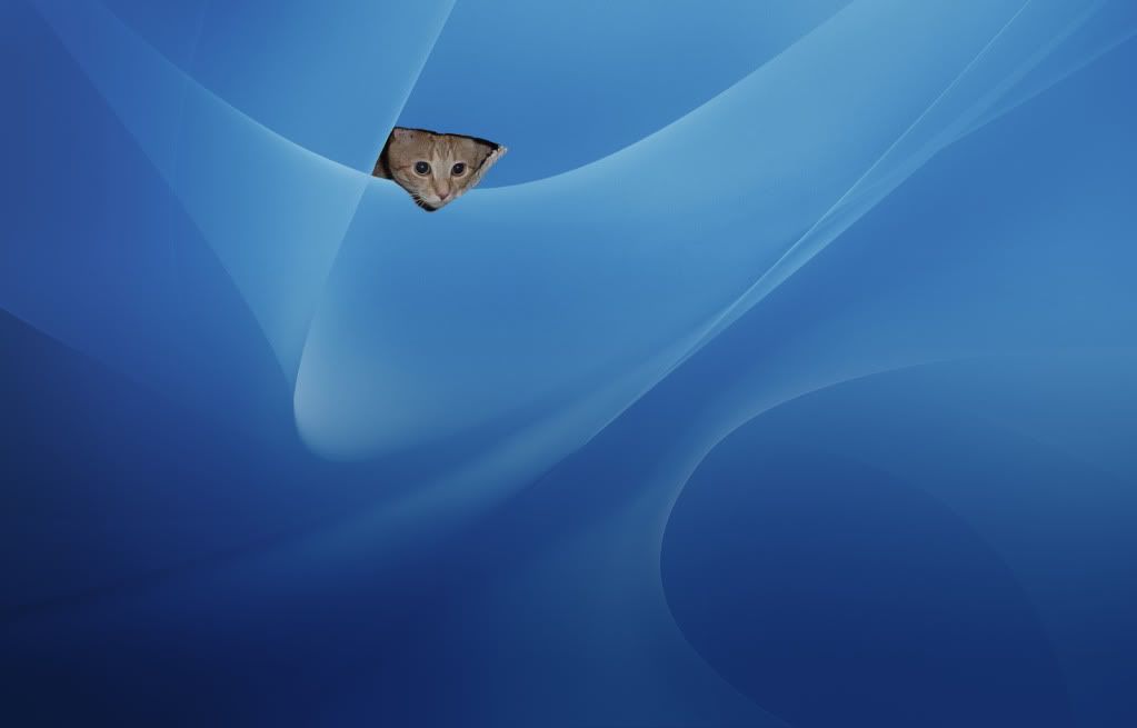 Ceiling Cat Wallpaper Desktop Background