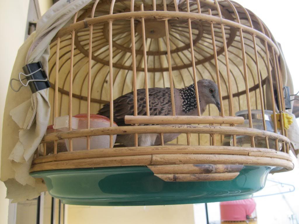 HCM bán chim cu gáy giá tốt (^__^)