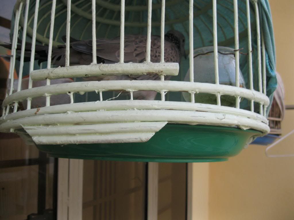 HCM bán chim cu gáy giá tốt (^__^) - 1