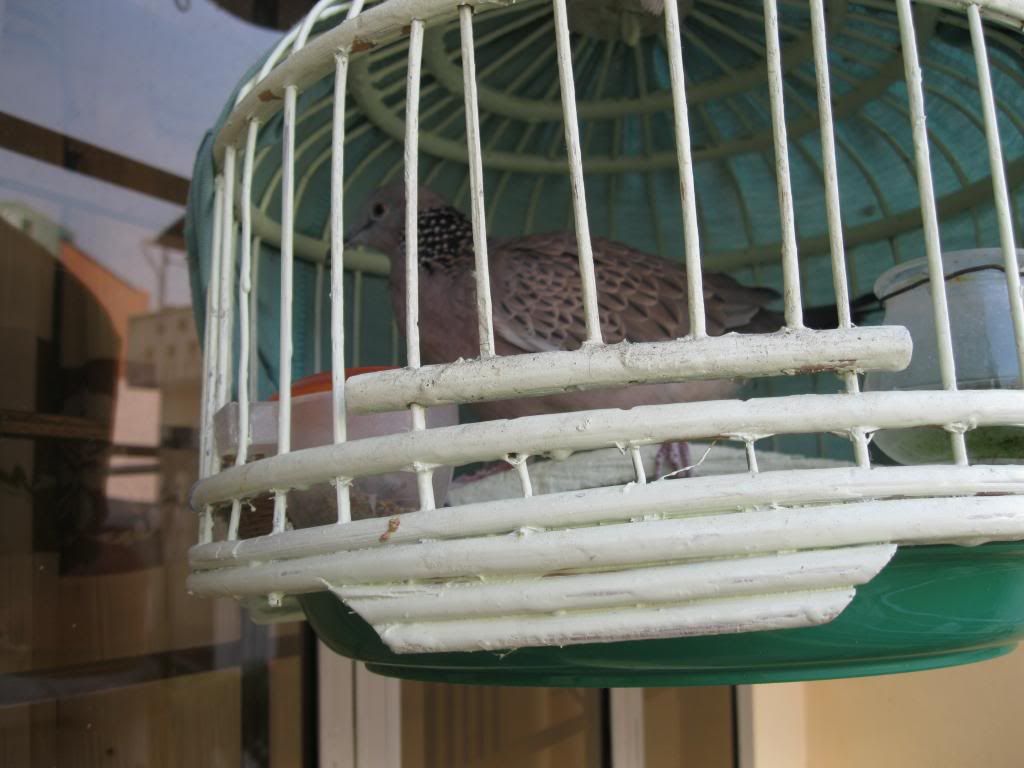 HCM bán chim cu gáy giá tốt (^__^) - 2