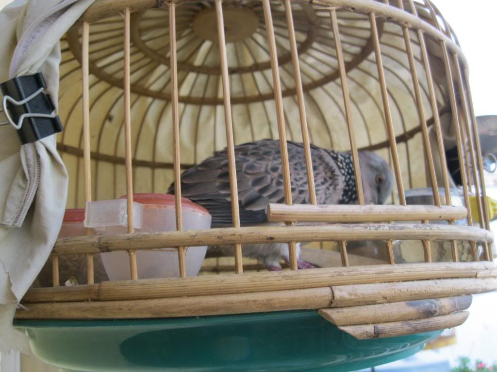 HCM bán chim cu gáy giá tốt (^__^) - 3