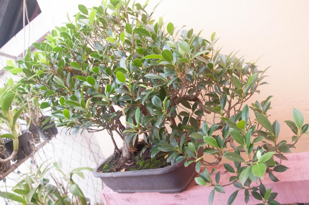 Cần bán cây si dáng thác đổ nhiều năm tuổi (^__^)