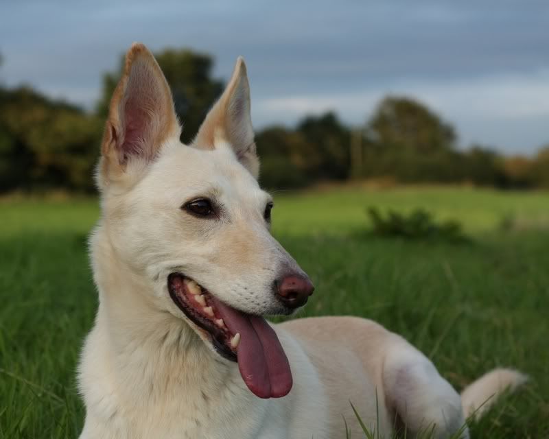 IMAGE: http://i491.photobucket.com/albums/rr279/Rex_Ham/curly.jpg